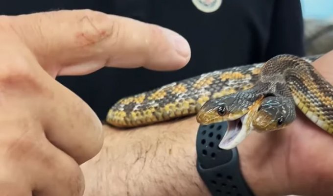 They have different characters: a man found a snake that bites with two heads at once (2 photos + 1 video)