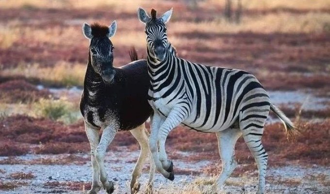 Zebras in Africa have "broke down"! Why are zebras born without stripes more and more often? (10 photos)