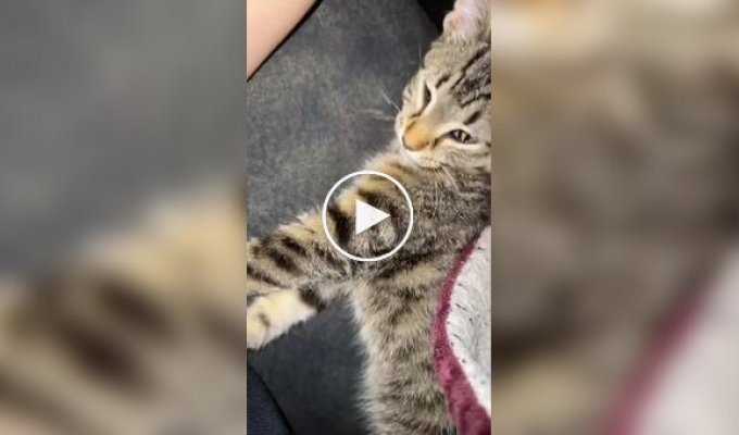 Кошки и автоматическая кормушка