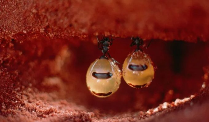 Медовые муравьи: их тела — бочки с сахаром (7 фото)