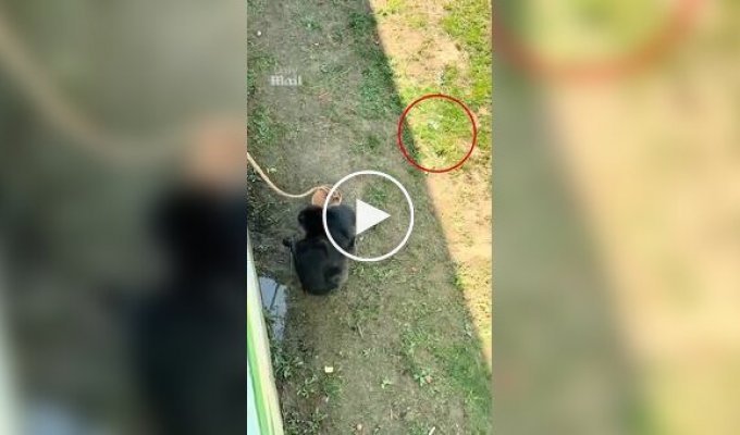 У Китаї шимпанзе повернула відвідувачам окуляри, що впали