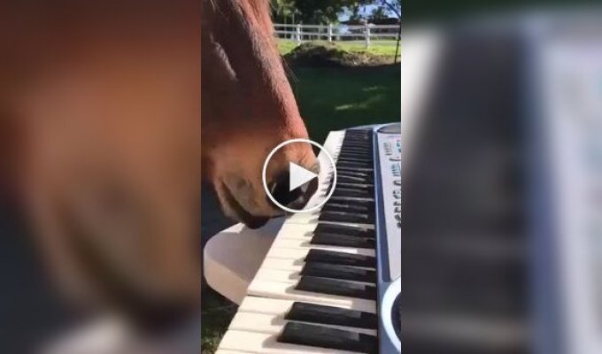 Грайливий конячка грає на піаніно