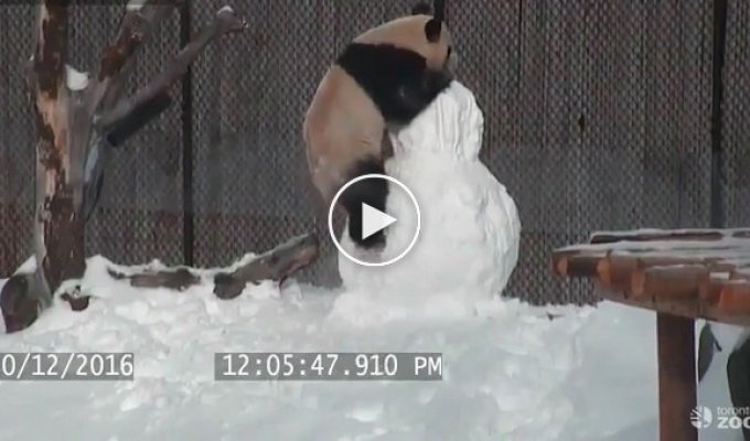Борьба панды со снеговиком