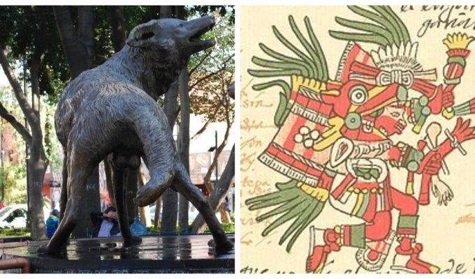 Величественные койоты Мексики и легенды об озорном боге (9 фото)