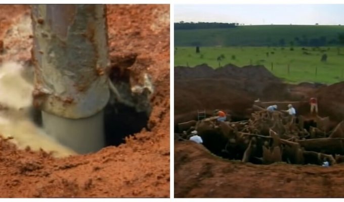 Вчені закачали цемент у занедбаний мурашник та виявили підземний мегаполіс (6 фото + 1 відео)