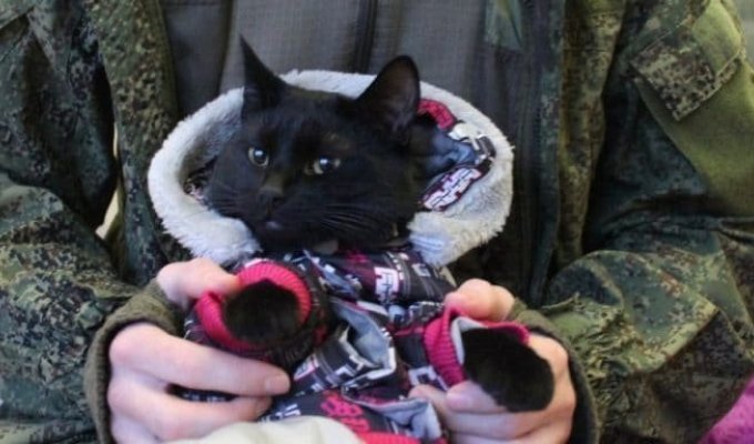 The cat hitchhiked 10 thousand kilometers from Murmansk to Vladivostok (5 photos + 1 video)