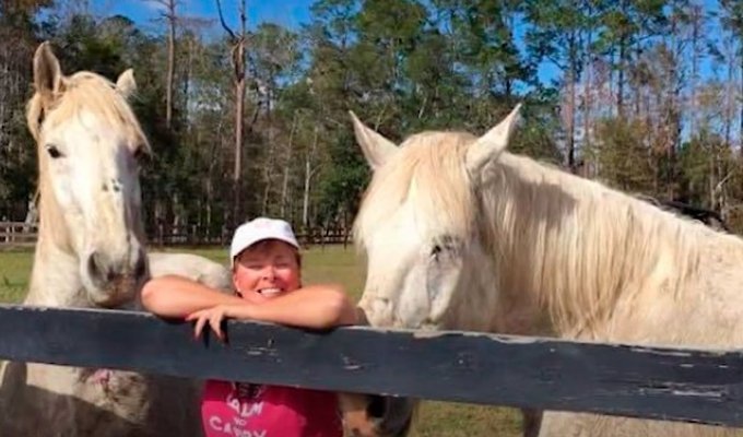 Когда лошади хозяина состарились, он просто бросил их в поле (4 фото + 1 видео)