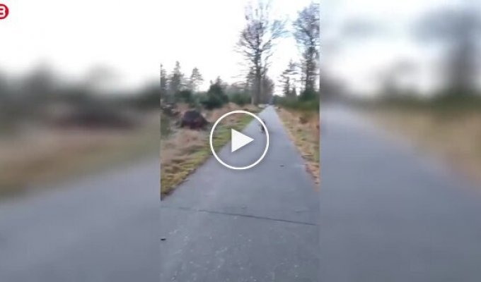 У Нідерландах вовк переслідував туристів під час прогулянки