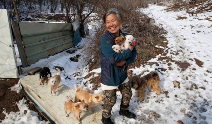Женщина из Южной Кореи спасла более 200 собак и заботится о них (4 фото)