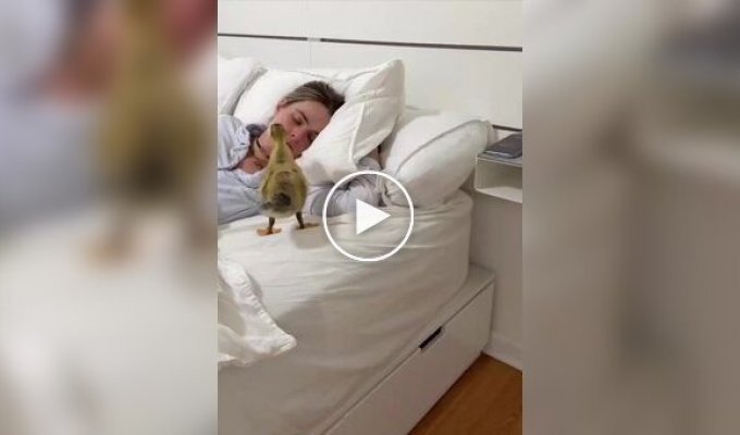 Девушка и ее маленький утенок