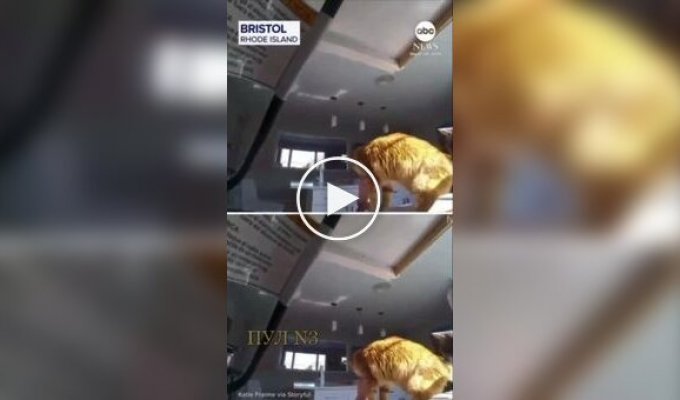 A Cat Stole a Piece of Meat from a Slow Cooker