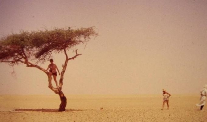 Дерево Тенере – самое одинокое дерево на планете (3 фотографии)