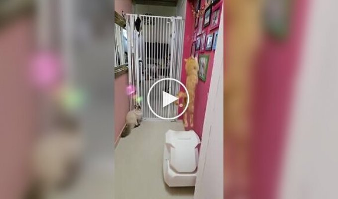 Кот, которого не остановят любые преграды