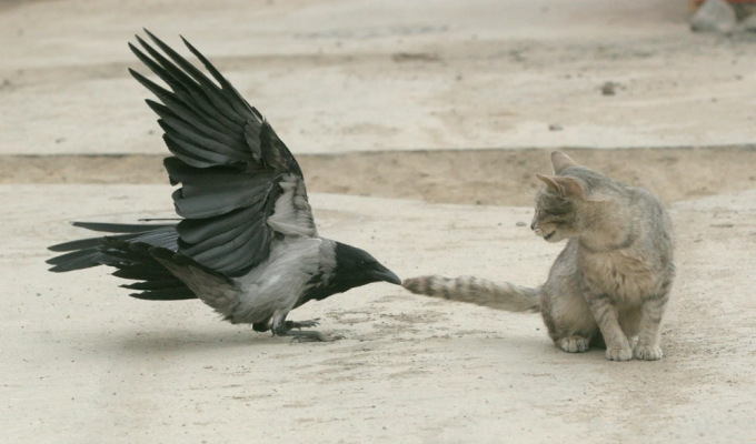 Зачем вороны пристают к другим животным (5 фото)