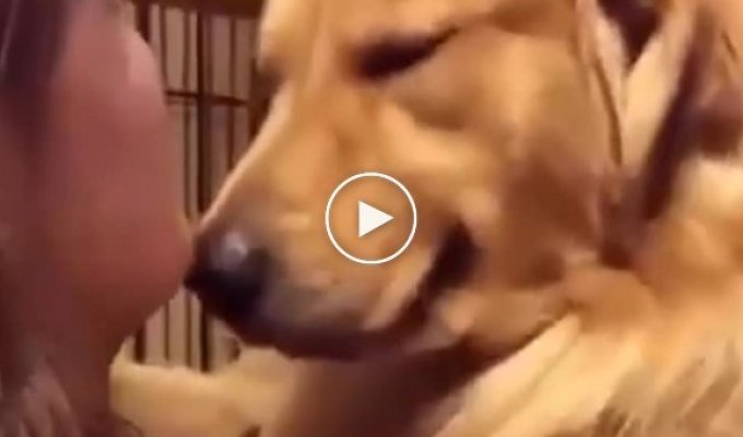 Трогательная реакция пса на то, что его забрали из приюта