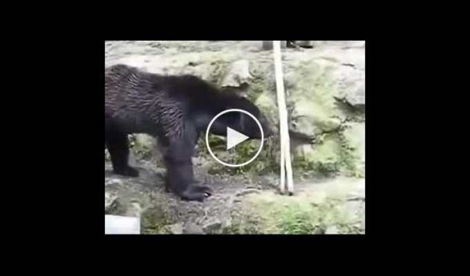 Кунг-фу от медведя
