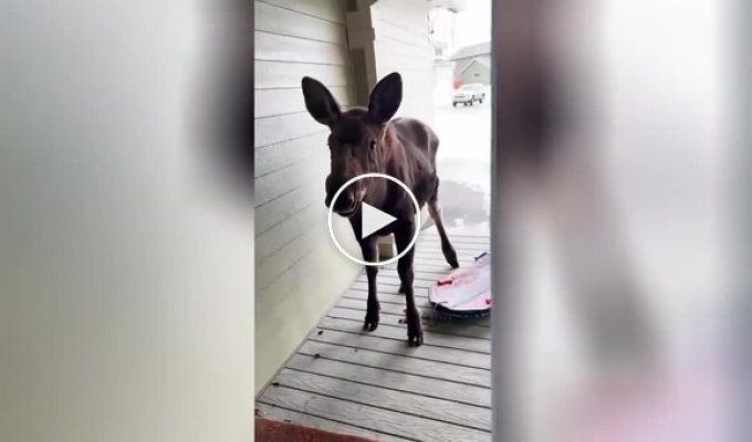 A young moose came to a man's house