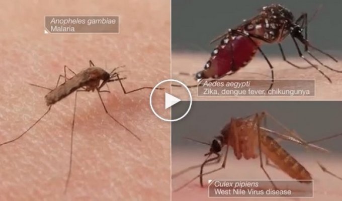 Как комары пьют нашу кровь