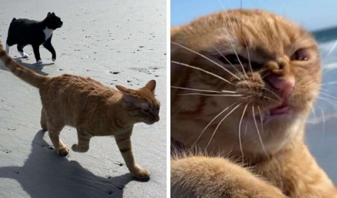 Рыжый кот влюбил в себя людей благодаря своей эмоциональной реакции на ветер (12 фото)