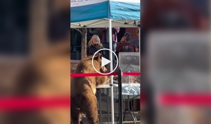 Hungry bear raids farmers' market and grabs a pastry