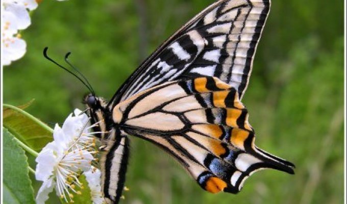 Красота, бабочки