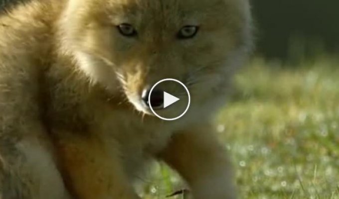 Как выглядят детеныши тибетской лисы