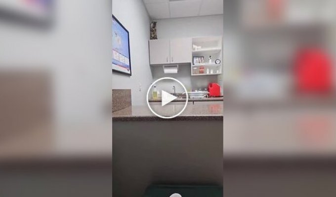 Кошка попыталась спрятаться от врача и хозяйки