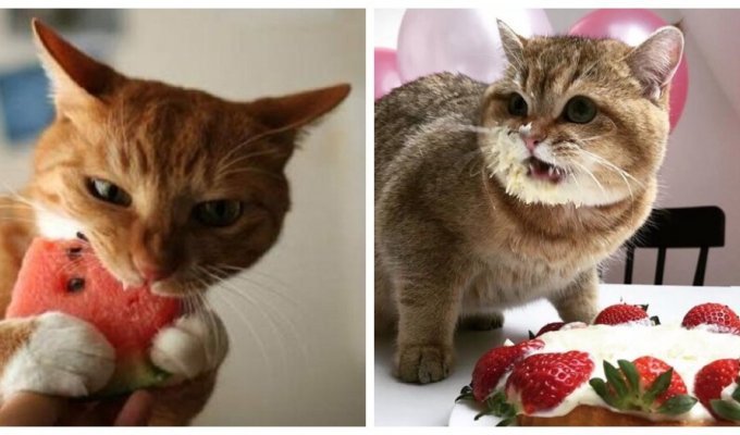 Сладкое для сладких: неожиданные гастрономические пристрастия котиков (16 фото)