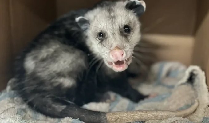 A possum with an ear infection walked in circles for two hours (1 photo + 2 videos)