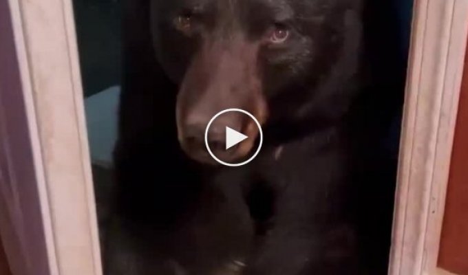 I forgot why I came: the girl stopped the bear with her voice: video