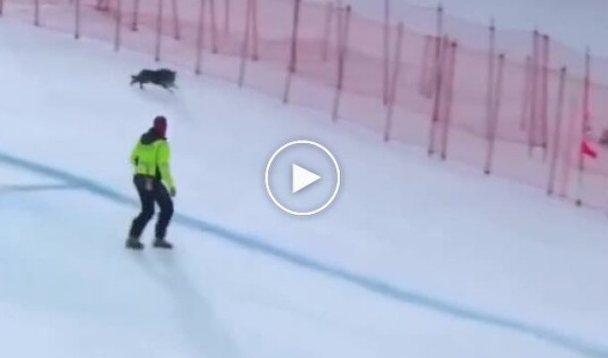 Пес выбежал на трассу во время соревнований