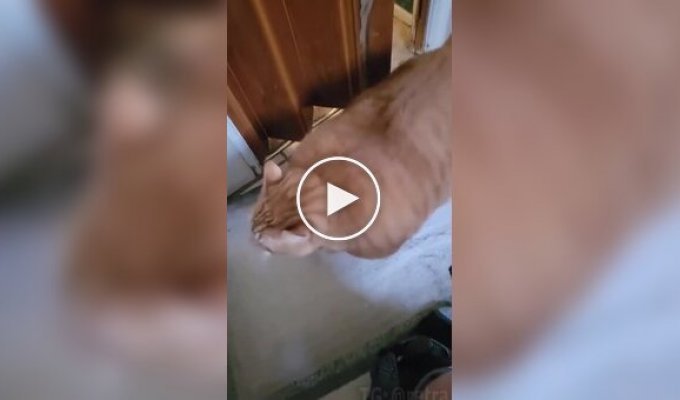 Кот, для которого любая дверь не помеха