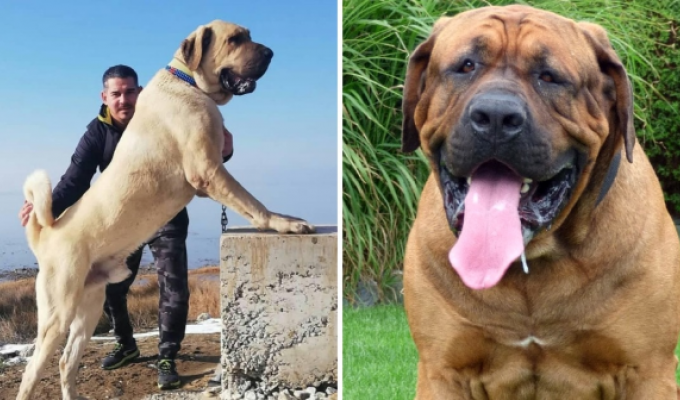 Dog breeds that are banned in different countries (14 photos)