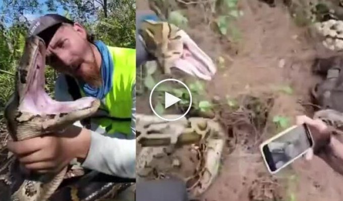 Опасная находка: в США охотники нашли 120 яиц питонов