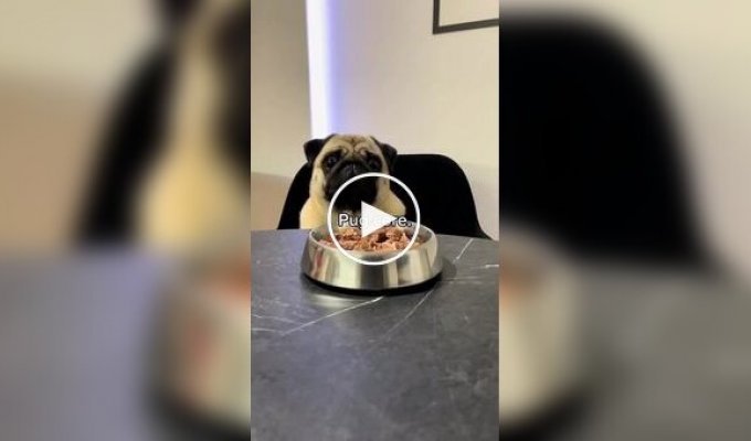 Из жизни мопсов