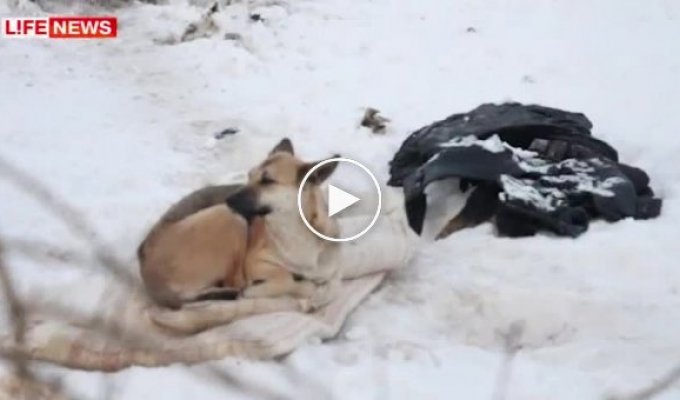 Собака охраняет мертвую подругу