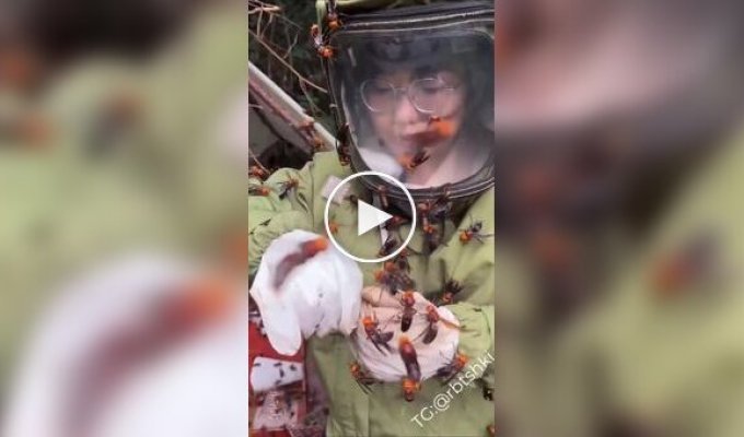 В Японии существует необычная профессия — ловец гигантских азиатских шершней