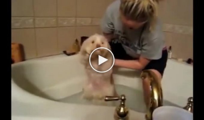 Собаки и ванная