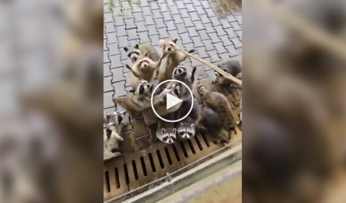 Енот-альбинос забыл дома свои очки
