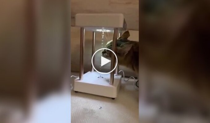 Кот превратил инсталляцию в технологичную поилку