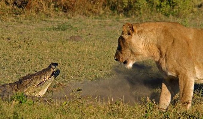 Три львицы против крокодила (9 фото)
