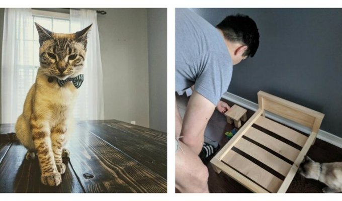 Наши руки не для скуки: королевское ложе для кота (8 фото)