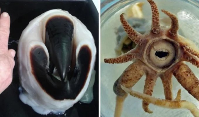 18 фотографий животных с весьма необычными улыбками, которые больше пугают, чем радуют (19 фото)