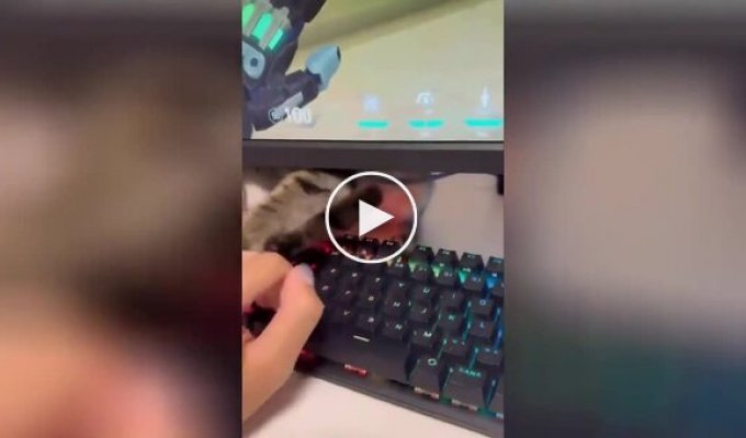 The cat saves the owner from gaming addiction