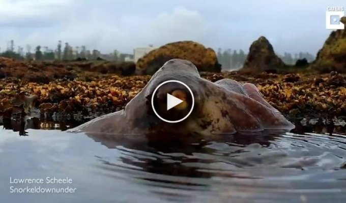Land octopus caught on video