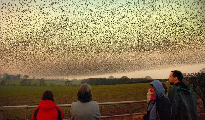 Воздушные танцы тысяч скворцов в небе над Шотландией (14 фото + 1 видео)