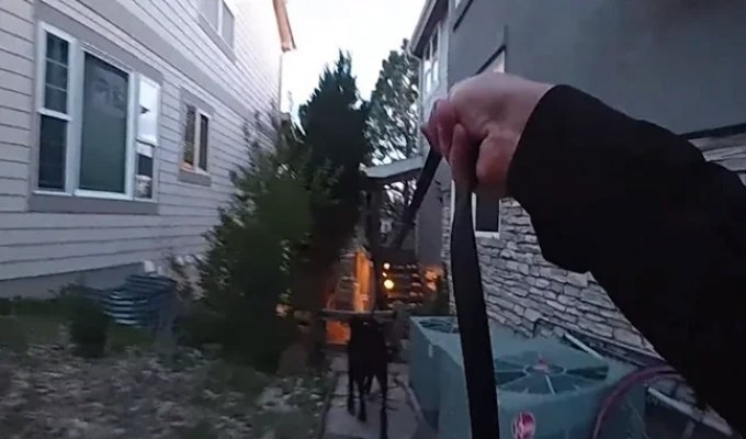 Rex found the missing girl in just 12 minutes (2 photos + 1 video)