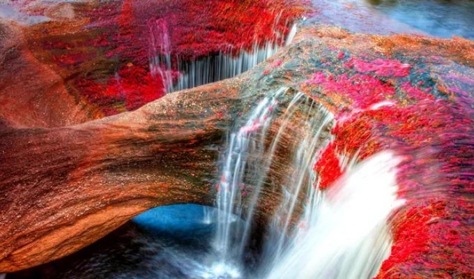 Каньо-Кристалес — самая красивая река на Земле (11 фото)