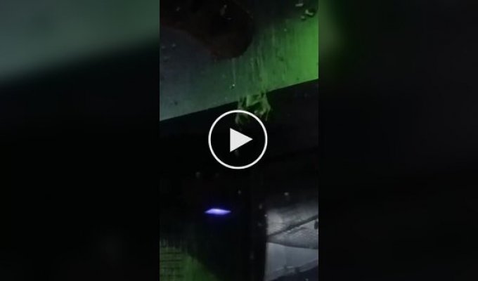 Две летучие мыши решили выяснить отношения