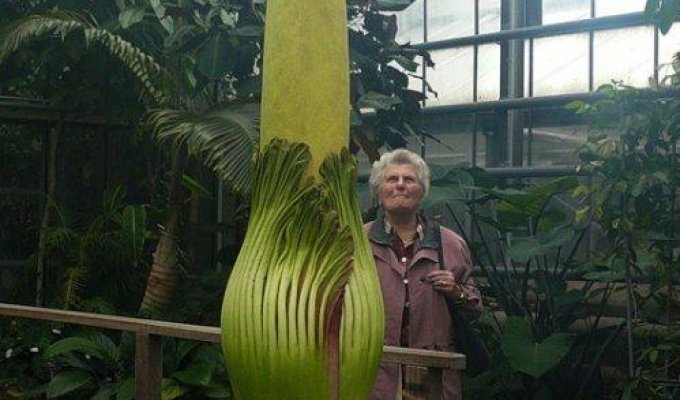 Самый большой цветок в мире (6 фото)